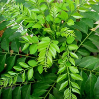 Curry Leaf Oleoresin